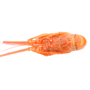 Langosta grande