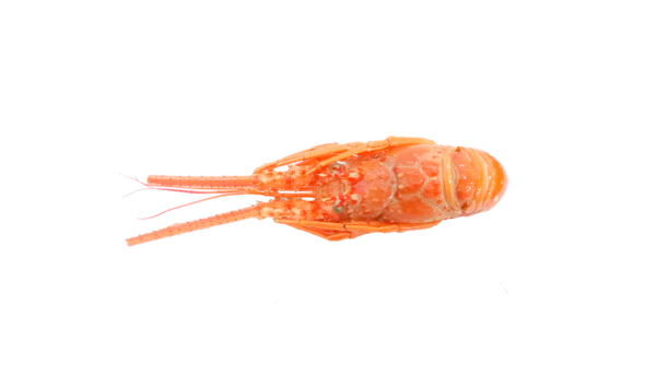 Langosta grande