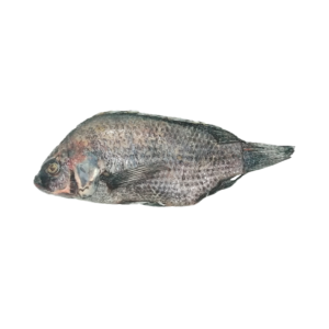 Mojarra Negra