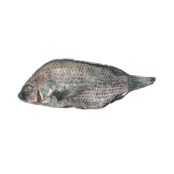 Mojarra Negra