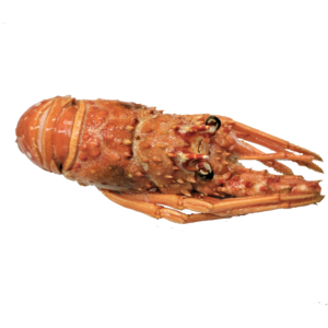 Langosta pequeña