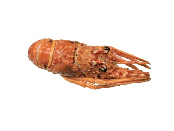 Langosta pequeña